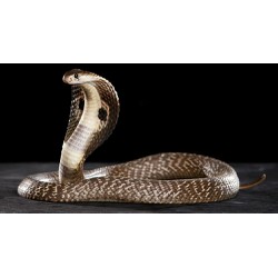 Cao Xoa Bóp Nọc rắn hổ mang