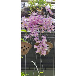 Cây Giống Hoa Lan Hạc Vĩ Thiên Cung Lữ Bố ( hàng nhân ki 15-30cm) + 3 túi phân chậm tan Cây Giống Hoa Lan Hạc Vĩ Thiên Cung Lữ Bố ( hàng nhân ki 15-30cm) + 3 túi phân chậm tan