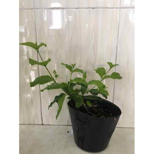 Cây hoa bạch tràm hương/ giáng hương