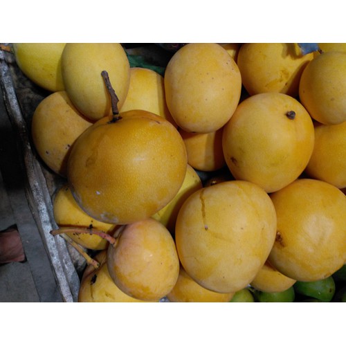 Xoài Úc chất lượng