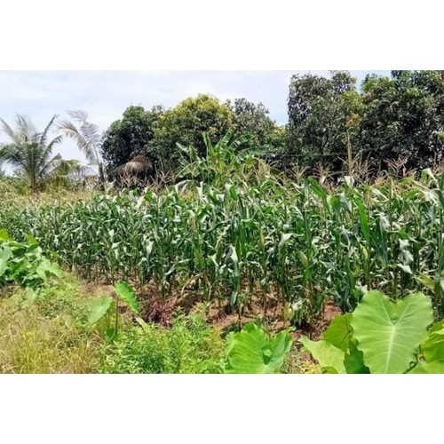 30 Hạt giống bắp nếp dẻo ngon