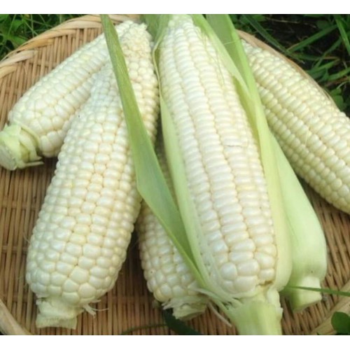 30 Hạt giống bắp nếp dẻo ngon