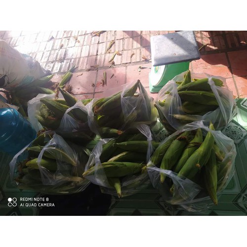 30 Hạt giống bắp nếp dẻo ngon