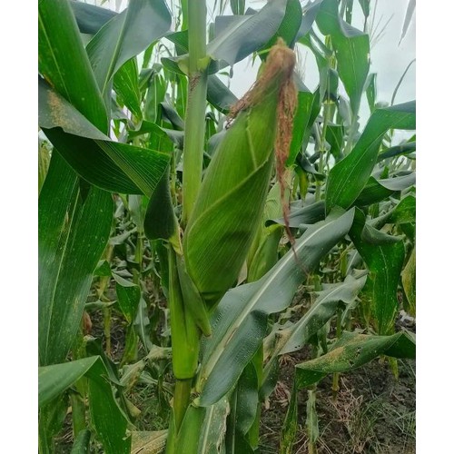 30 Hạt giống bắp nếp dẻo ngon