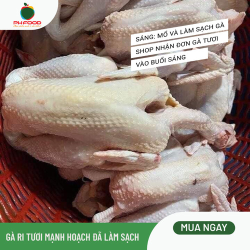 GÀ RI TƯƠI MẠNH HOẠCH ĐÃ MỔ VÀ LÀM SẠCH LÔNG