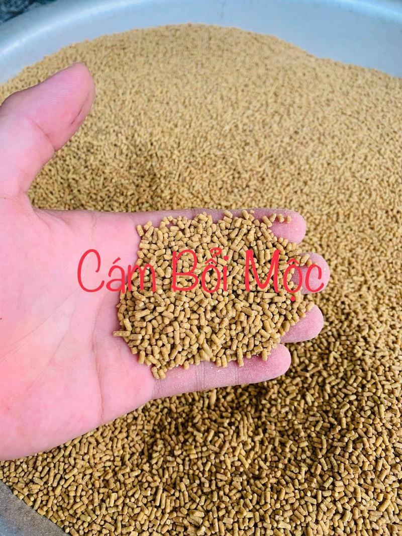 Cám Chào Mào Dinh Dưỡng Cao Cấp Bốp Huế - Cám Thi Đấu 2 Trong 1 - Đắng Cấp Trên Mọi Đấu Trường