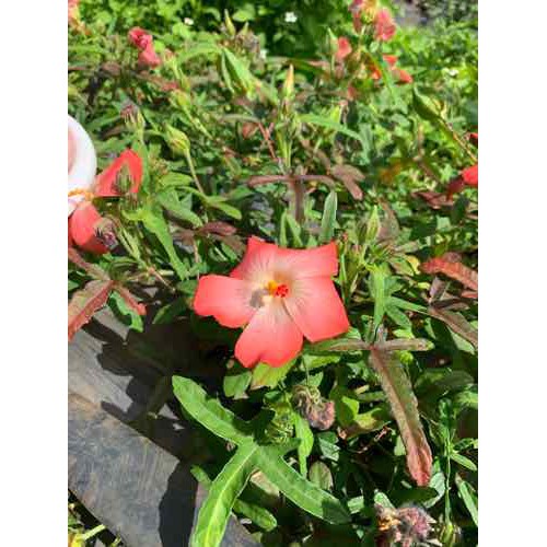 Trà Thảo mộc -hoa sâm bố chính -60gr - sambochinhdaklak