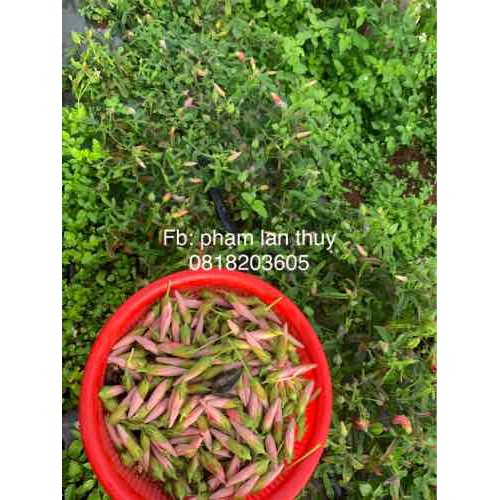 Trà Thảo mộc -hoa sâm bố chính -60gr - sambochinhdaklak