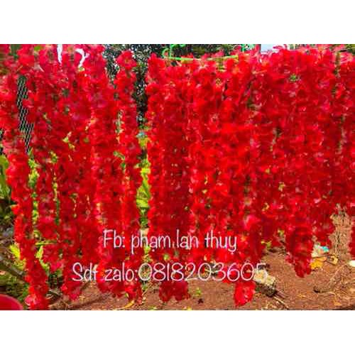 Trà Thảo mộc -hoa sâm bố chính -60gr - sambochinhdaklak