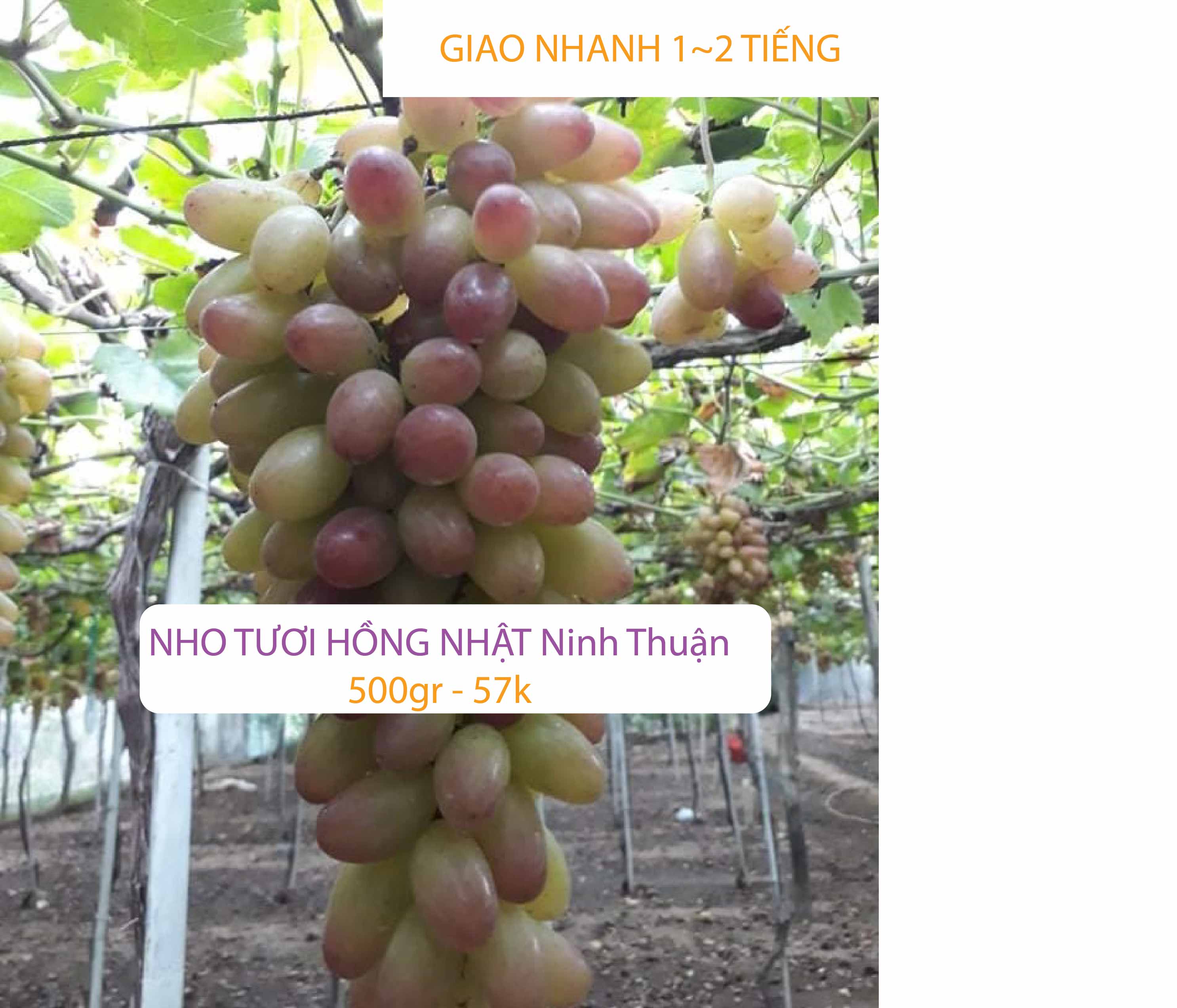 Nho Hồng Nhật Ninh Thuận ( Hộp 0.5kg - 57k )