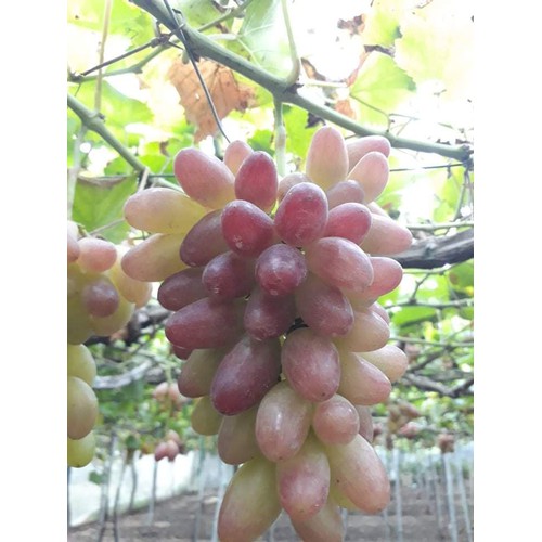Nho Hồng Nhật Ninh Thuận ( Hộp 0.5kg - 57k )