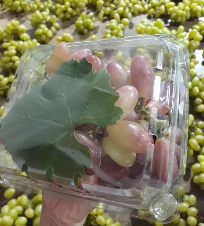 Nho Hồng Nhật Ninh Thuận ( Hộp 0.5kg - 57k )