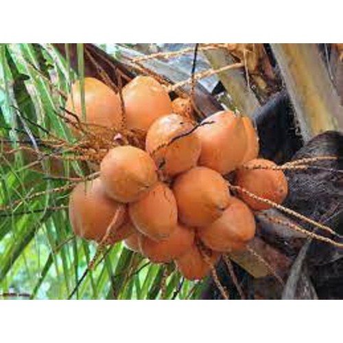 CÂY GIỐNG DỪA XIÊM LÙN ĐỎ BẾN TRE SIÊU QUẢ, NĂNG SUẤT CAO CHUẨN F1