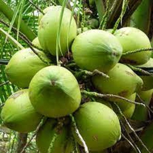 CÂY GIỐNG DỪA XIÊM LÙN XANH BẾN TRE SIÊU QUẢ, NĂNG SUẤT CAO CHUẨN F1