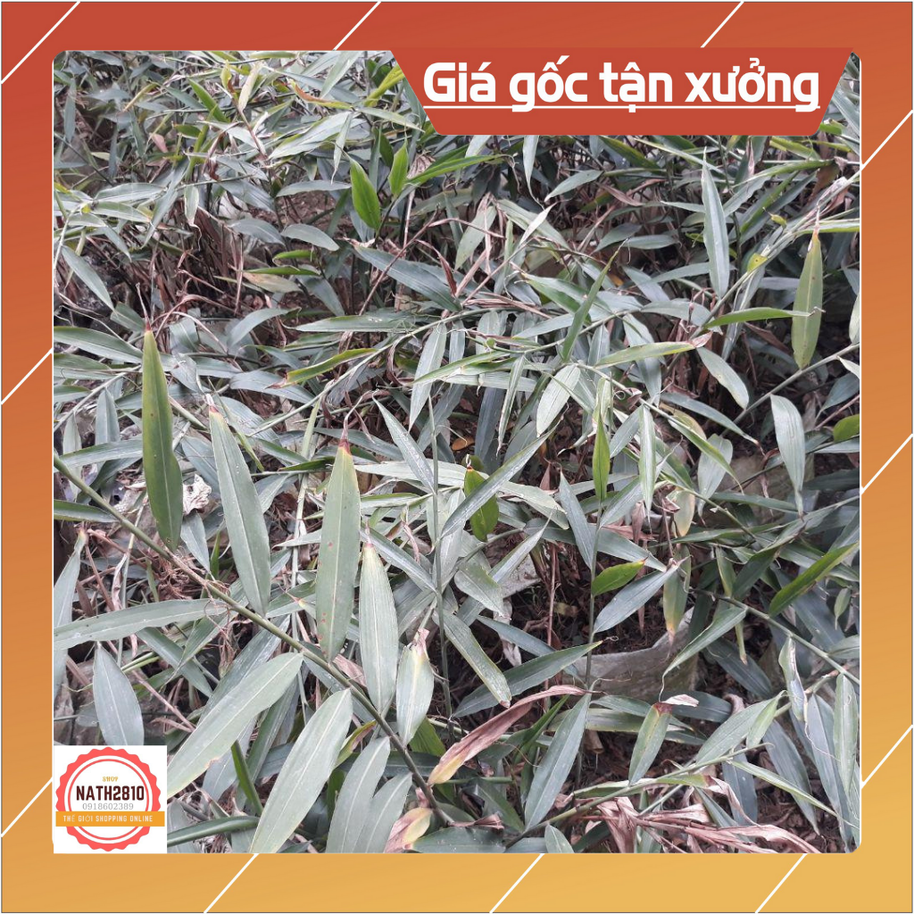 1kg Gừng núi đá (Khinh Phja) Lạng Sơn