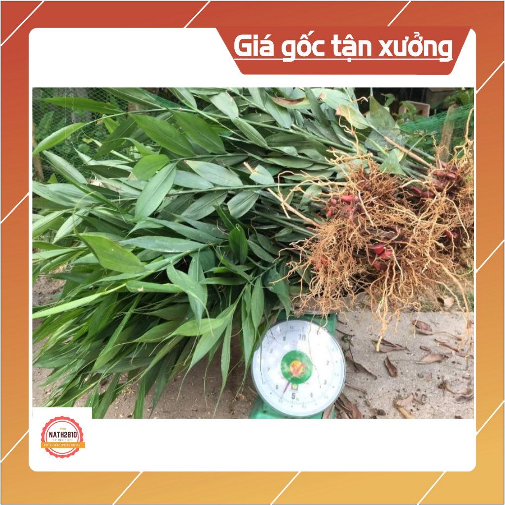 1kg Gừng núi đá (Khinh Phja) Lạng Sơn