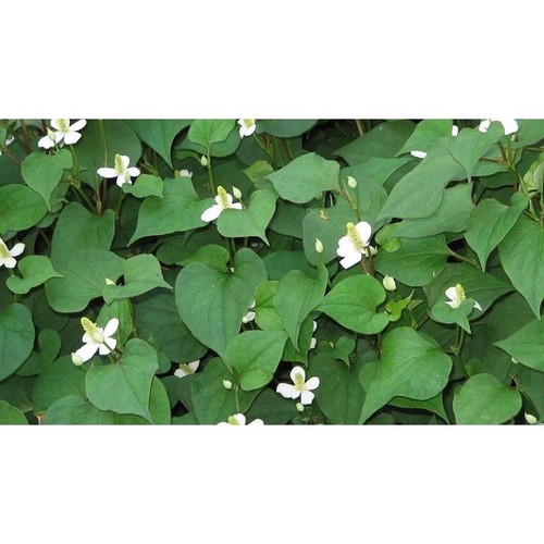 1Kg Rau Diếp Cá Khô