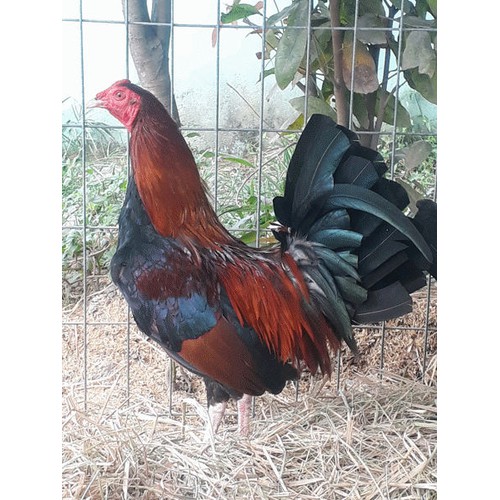 GÀ TRE MỸ RẶC ,10 TRỨNG GÀ TRE MỸ KESLO , ẤP NỞ CON GIỐNG .TRẠI GÀ TRE MỸ THÀNH ĐÔNG LONG AN.