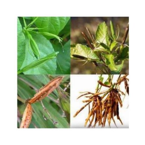 CÂY NỔ KHÔ 1KG - SÂM TANH TÁCH KHÔ