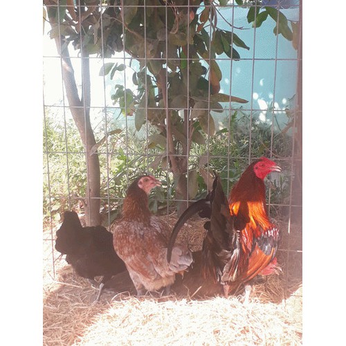 GÀ TRE MỸ RẶC ,10 TRỨNG GÀ TRE MỸ KESLO , ẤP NỞ CON GIỐNG .TRẠI GÀ TRE MỸ THÀNH ĐÔNG LONG AN.