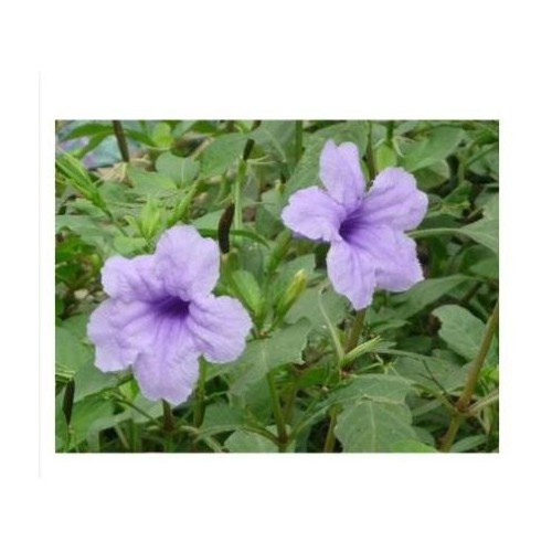 CÂY NỔ KHÔ 1KG - SÂM TANH TÁCH KHÔ