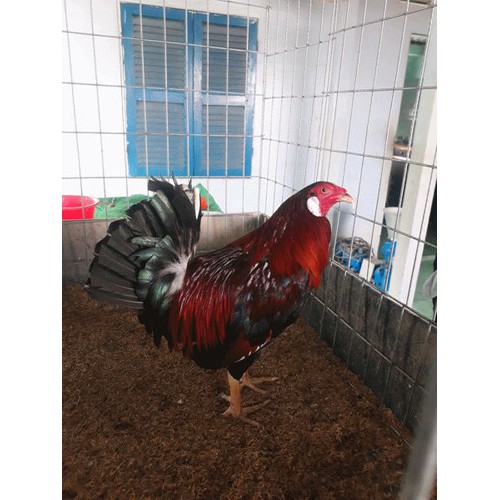 GÀ TRE MỸ RẶC ,10 TRỨNG GÀ TRE MỸ KESLO , ẤP NỞ CON GIỐNG .TRẠI GÀ TRE MỸ THÀNH ĐÔNG LONG AN.