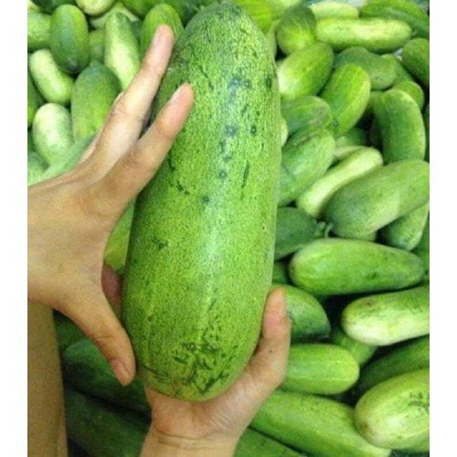 Hạt giống dưa chuột mèo thuần chủng gói 50-100 hạt