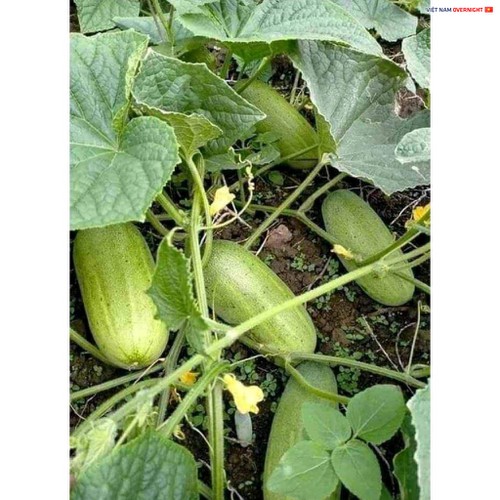 Hạt giống dưa chuột mèo thuần chủng gói 50-100 hạt