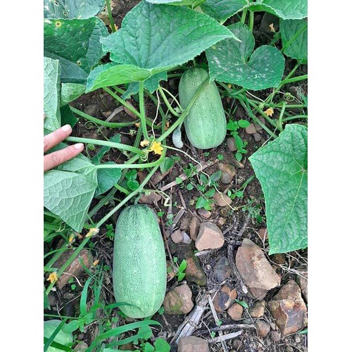 Hạt giống dưa chuột mèo thuần chủng gói 50-100 hạt