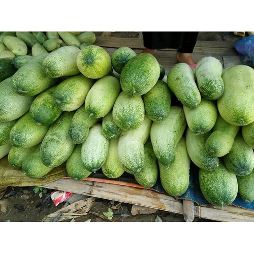 Hạt giống dưa chuột mèo thuần chủng gói 50-100 hạt