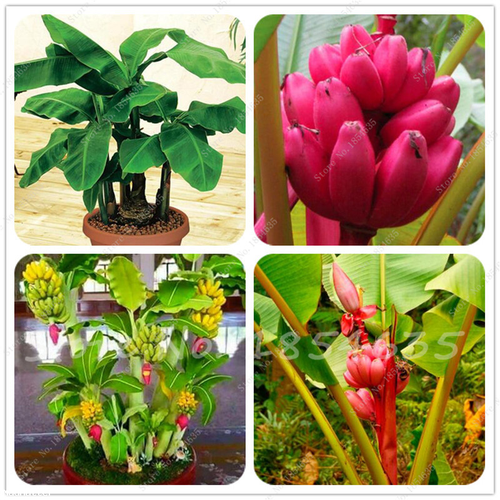 2 Cây chuối cảnh siêu lùn mini, cây đẹp, giống chuẩn