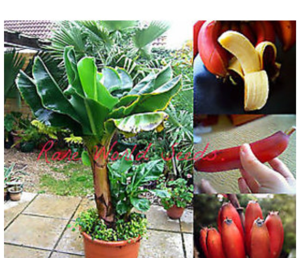 2 Cây chuối cảnh siêu lùn mini, cây đẹp, giống chuẩn