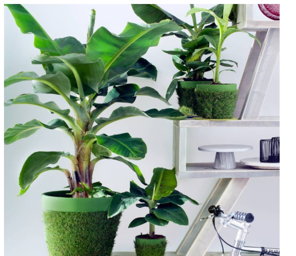 2 Cây chuối cảnh siêu lùn mini, cây đẹp, giống chuẩn