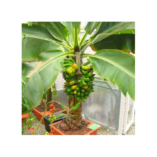 2 Cây chuối cảnh siêu lùn mini, cây đẹp, giống chuẩn