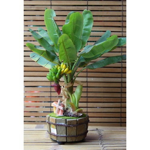 2 Cây chuối cảnh siêu lùn mini, cây đẹp, giống chuẩn