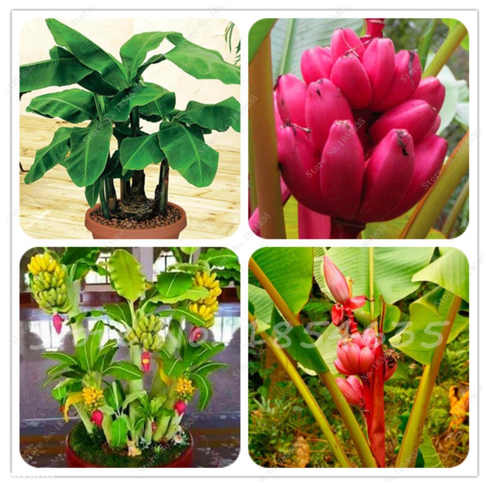 2 Cây chuối cảnh siêu lùn mini, cây đẹp, giống chuẩn