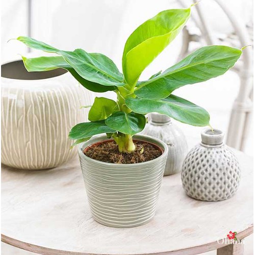2 Cây chuối cảnh siêu lùn mini, cây đẹp, giống chuẩn