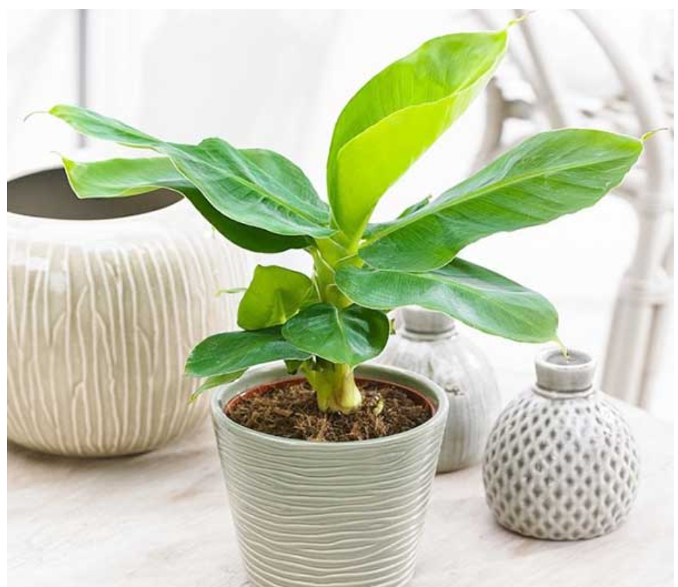 2 Cây chuối cảnh siêu lùn mini, cây đẹp, giống chuẩn