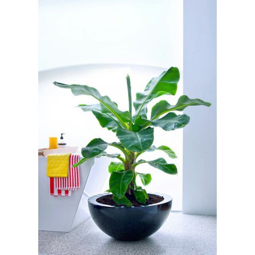 2 Cây chuối cảnh siêu lùn mini, cây đẹp, giống chuẩn