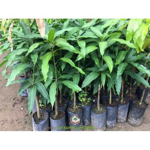 CÂY GIỐNG XOÀI SIÊU TRÁI