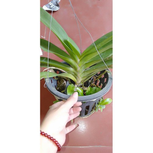 hoa phong lan đai châu bò sữa cây khủng ki mập khỏe ấm chậu 1