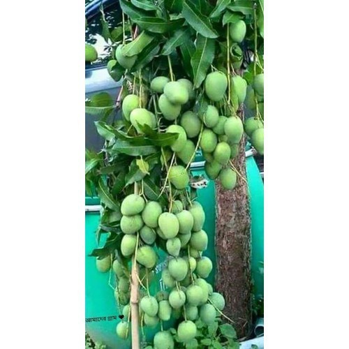 CÂY GIỐNG XOÀI SIÊU TRÁI