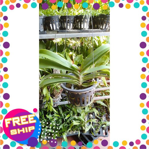 hoa phong lan đai châu bò sữa cây khủng ki mập khỏe ấm chậu 1