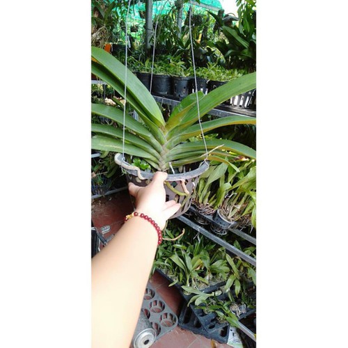 hoa phong lan đai châu bò sữa cây khủng ki mập khỏe ấm chậu 1