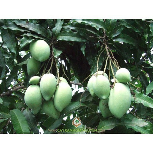 CÂY GIỐNG XOÀI SIÊU TRÁI