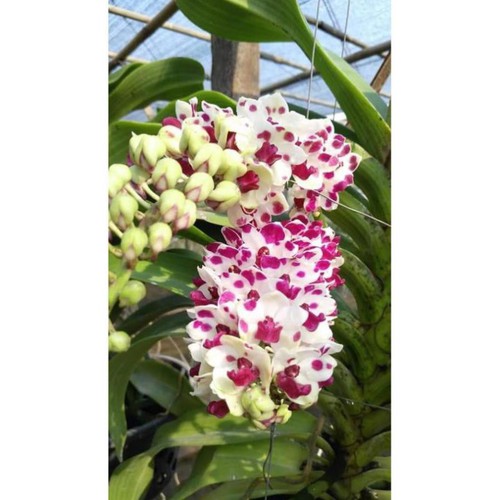 hoa phong lan đai châu bò sữa cây khủng ki mập khỏe ấm chậu 1