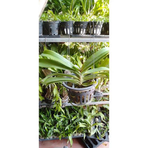 hoa phong lan đai châu bò sữa cây khủng ki mập khỏe ấm chậu 1