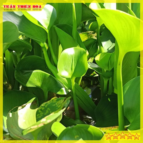 CỦ BÈO TÂY HAY GỌI LÀ LỤC BÌNH CHUYÊN GIA LỌC NƯỚC HỒ CÁ , TRANG TRÍ RẤT ĐẸP MẮT