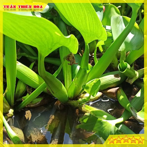 CỦ BÈO TÂY HAY GỌI LÀ LỤC BÌNH CHUYÊN GIA LỌC NƯỚC HỒ CÁ , TRANG TRÍ RẤT ĐẸP MẮT