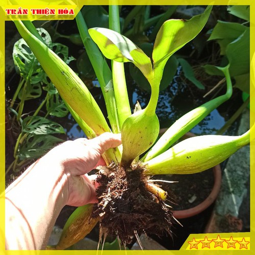 CỦ BÈO TÂY HAY GỌI LÀ LỤC BÌNH CHUYÊN GIA LỌC NƯỚC HỒ CÁ , TRANG TRÍ RẤT ĐẸP MẮT